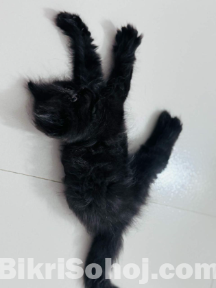 persian cat